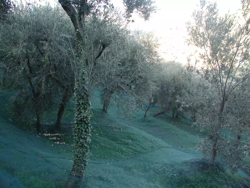 Imperia (c) Markus Lenk